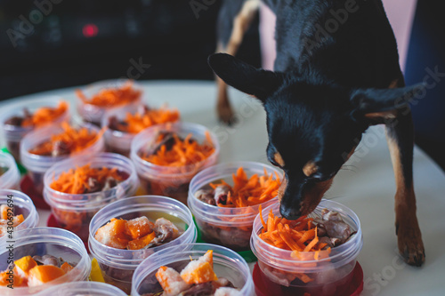 Process of preparing bowls with natural raw pet dog food at home, preparation of healthy raw barf for cats dogs, with duck, turkey, offals, meat, vegetables, assorted fresh food portions in containers photo