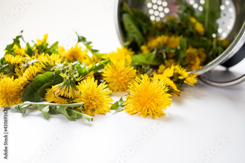 fresh yellow dandelion flowers used in herbal medicine