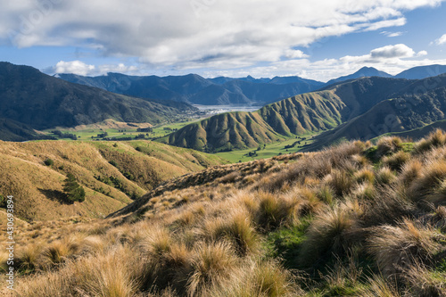 tussock covered hills near Havelock town in Marlborough region, South Island, New Zealand