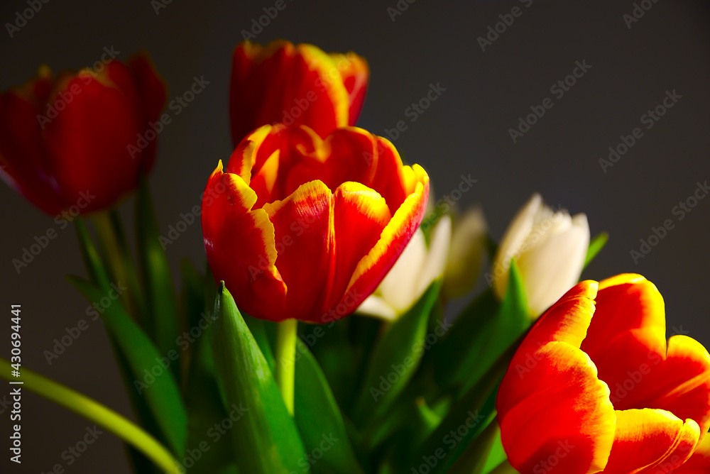red tulips on a dark background red tulips on a dark background