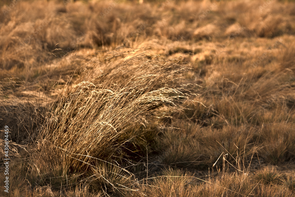 Fototapeta premium dried yellow grass