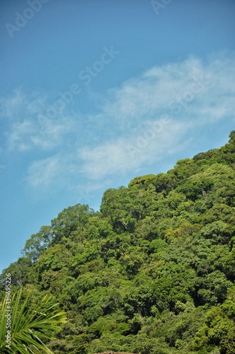 green forest and blue sky