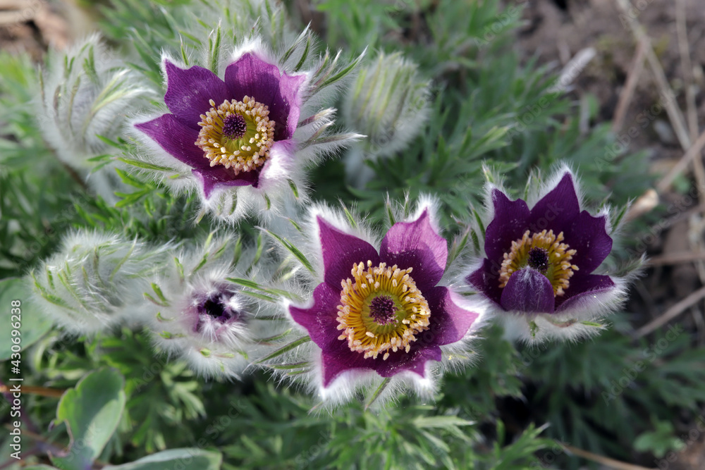 Obraz premium Küchenschelle (Pulsatilla vulgaris), blühende Pflanze