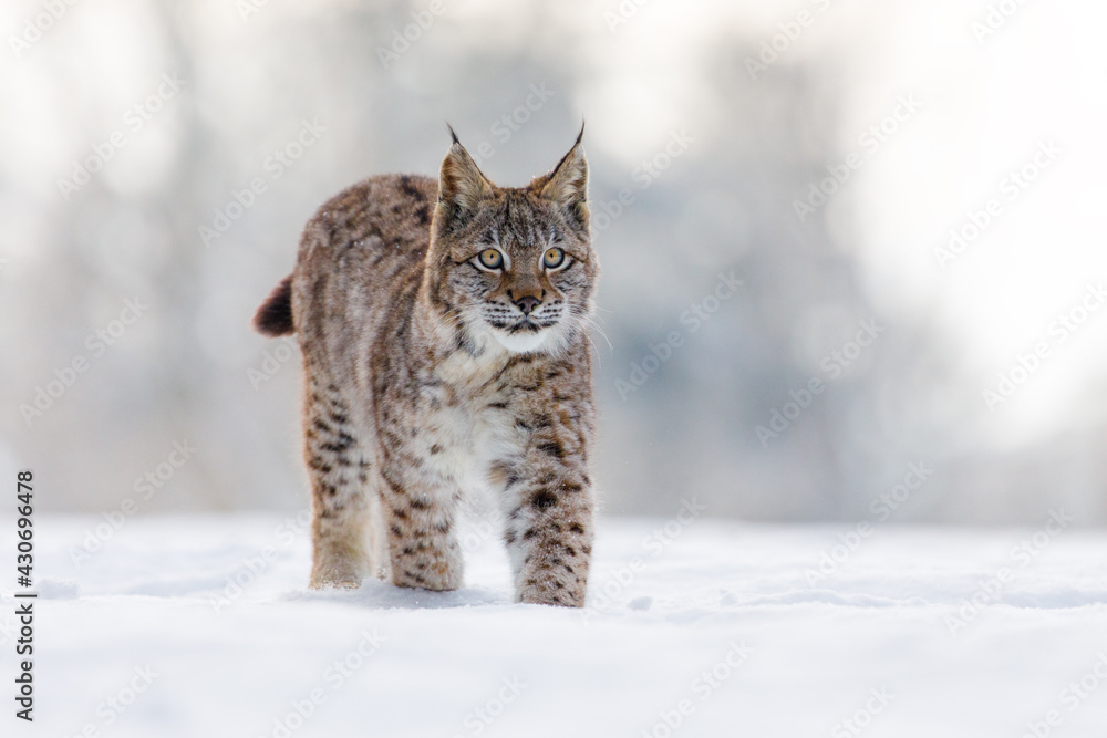 Obraz premium Lynx in winter. Young Eurasian lynx, Lynx lynx, walks on snowy forest meadow. Beautiful wild cat in nature. Animal with spotted orange fur. Beast of prey in frosty day. Habitat Europe, Asia.