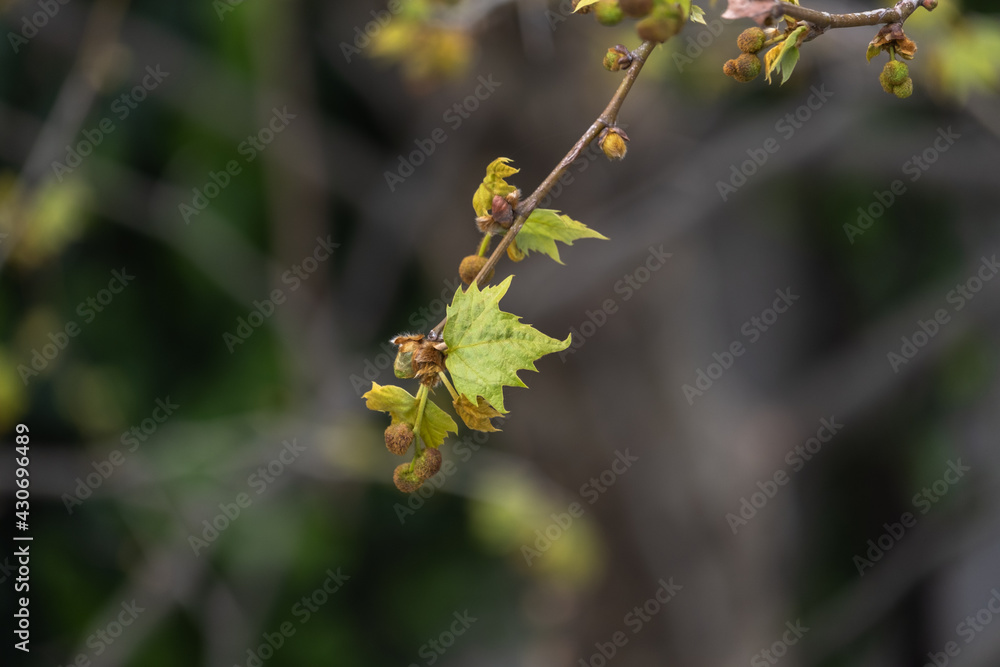 plane tree bud and branches, burgeon, small leaves, plane tree bud and branches, burgeon, small leaves,