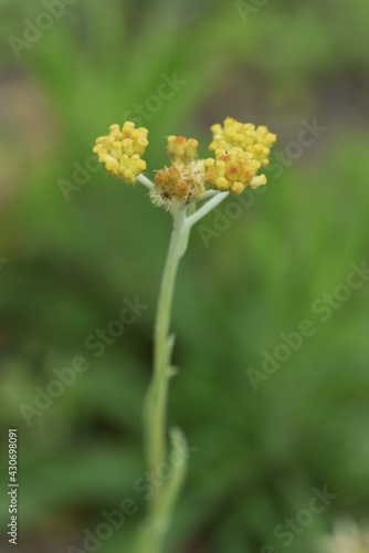 Jersey cudweed. Asteraceae biennialgrass. photo