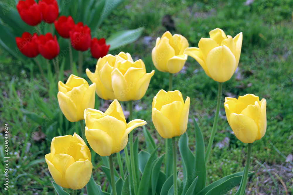 Obraz premium tulips in the garden
