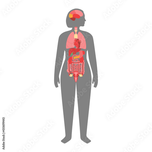 Human internal organs