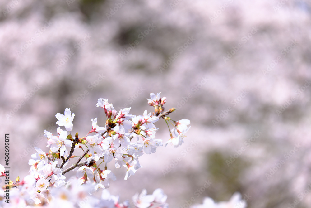 背景をぼかした満開に咲いた桜の花びら