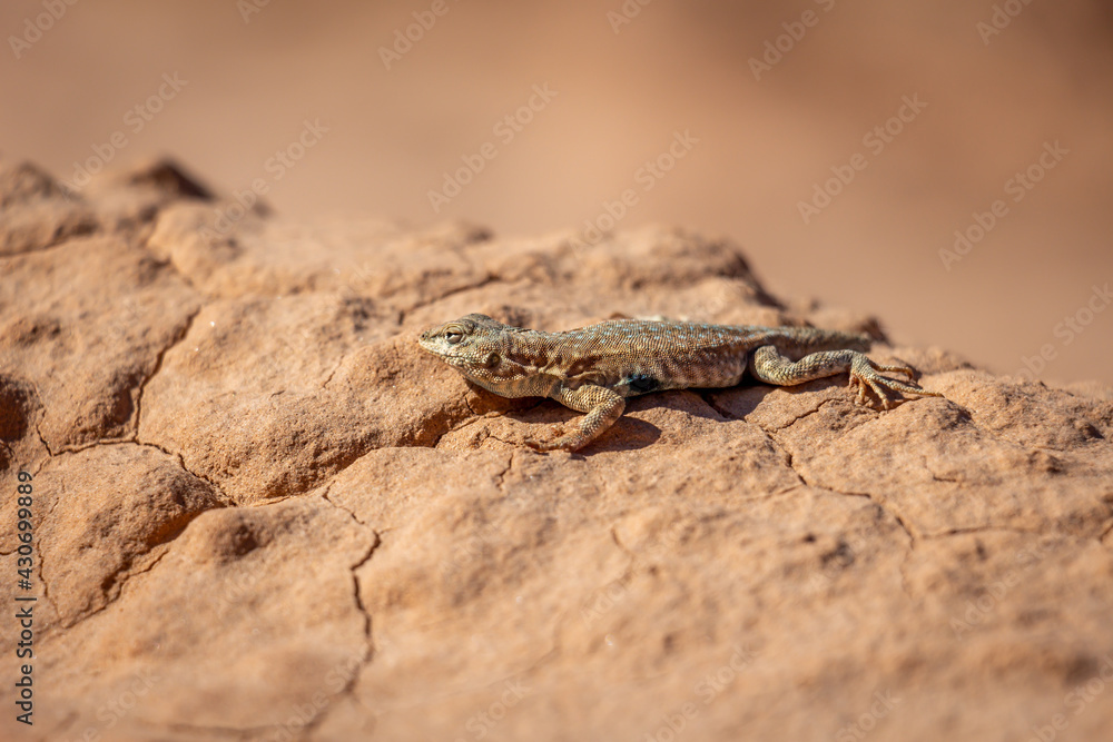 Extreme Close Up of Small Lizard Basking on Red Sandstone Rock Extreme Close Up of Small Lizard Basking on Red Sandstone Rock