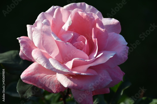 Fototapeta Naklejka Na Ścianę i Meble -  La rosa rosa