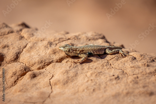 Extreme Close Up of Small Lizard Basking on Red Sandstone Rock