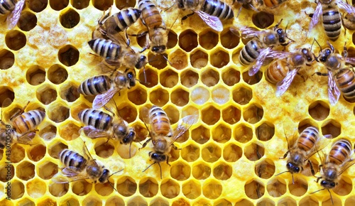 Honey bees crawling on a frame of honey comb wax in the brood chamber of the hive.  