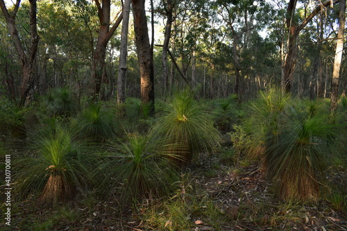 a patch of lush green grass trees growing in dry eucalypt forest