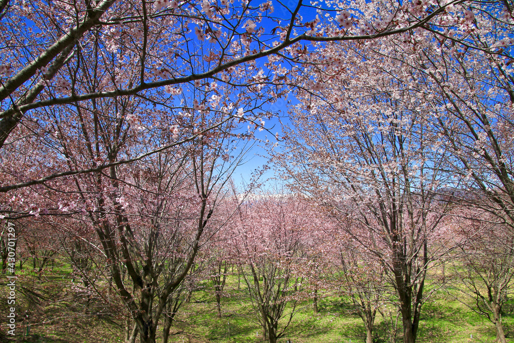 桜峠公園の桜（福島県・裏磐梯）