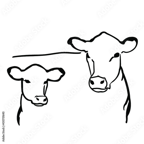 Cow and calf vector illustration