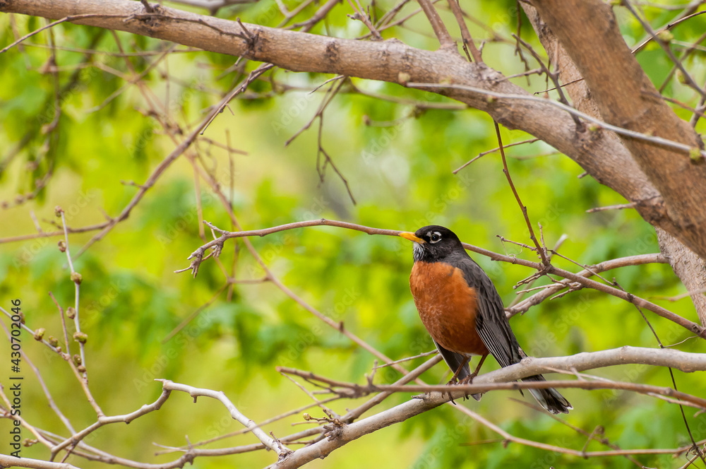 American robin in spectacular spring setting American robin in spectacular spring setting