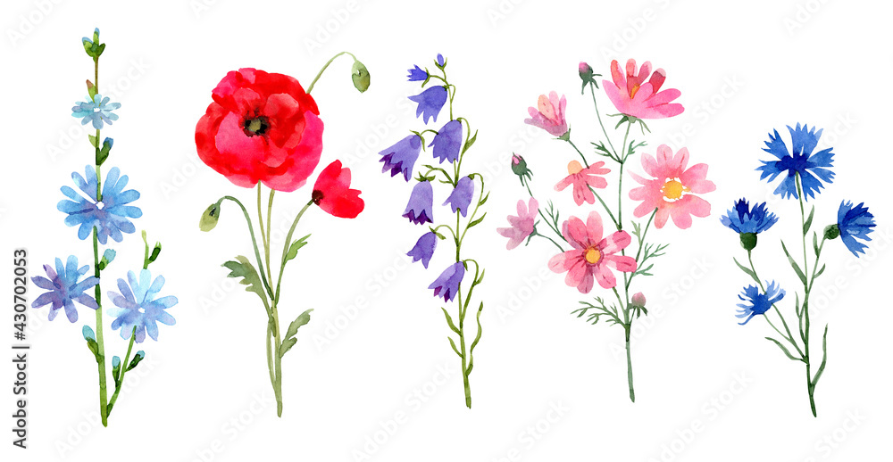 Wild flowers set: chicory, poppy, bluebell, cosmos flower, cornflower. Floral hand drawn watercolor illustration on white background