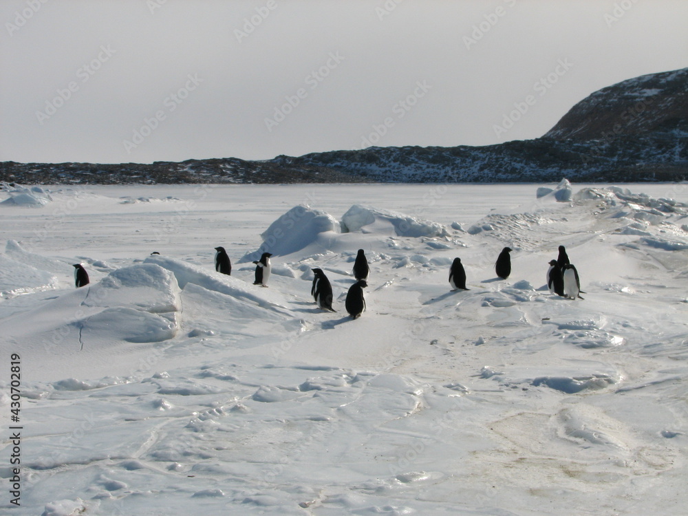 Naklejka premium 海氷上のアデリーペンギン達