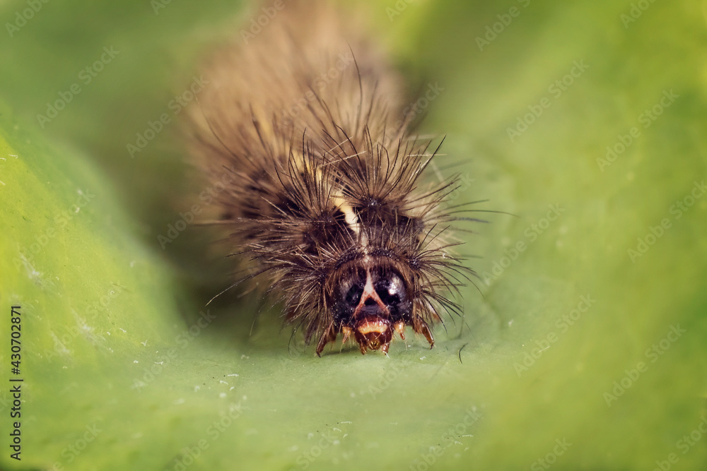 Itchy hairy caterpillars can cause an allergic reaction to cats, dogs