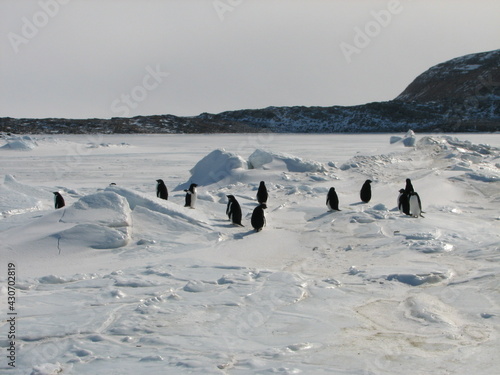 海氷上のアデリーペンギン達