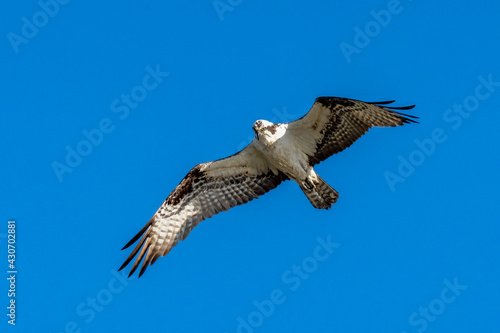 Osprey with wings spread in flight against a blue sky © Glenn