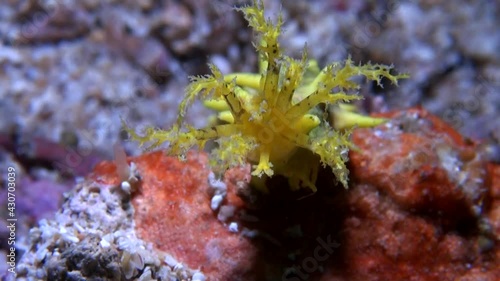 
Yellow Sea Cucumber (Colochirus robustus) Tentacle Close Up - Philippines photo