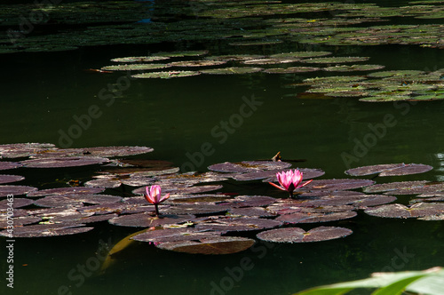 Photo pink water lilies