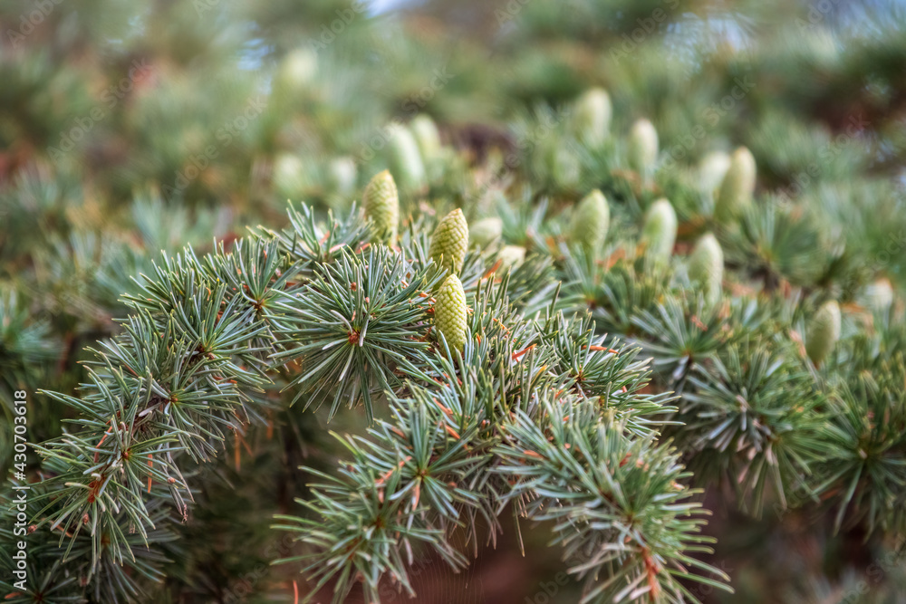 Branch of an Atlas cedar with needles and cones. Cedar Atlas Lat ...
