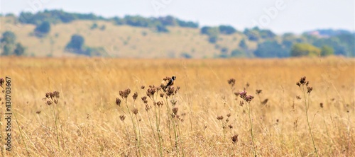  taken in the heart of the Rietvallei nature reserve situated in Gauteng South Africa, one of the worlds largest nature reserves in the middle of a city