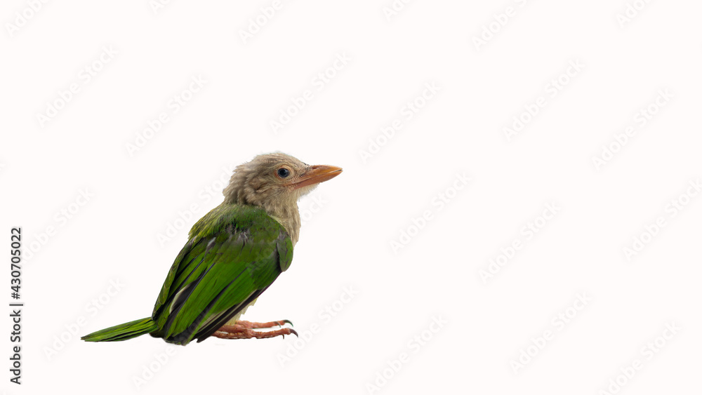 A beautiful little green bird on a white background