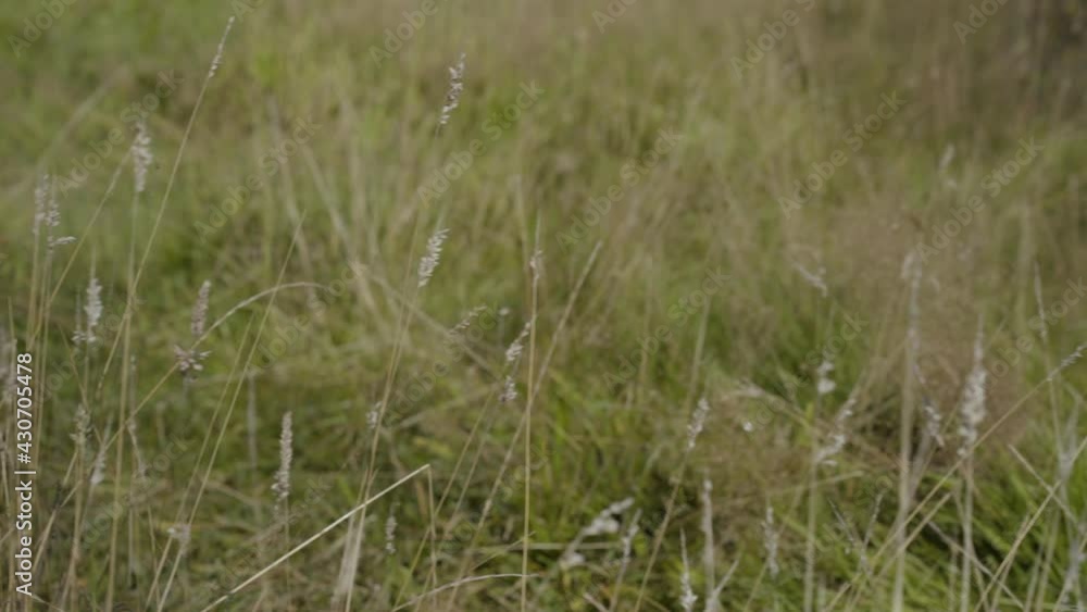 Wheat grass in a field in Westerham, Kent, England. Wheat grass in a field in Westerham, Kent, England.