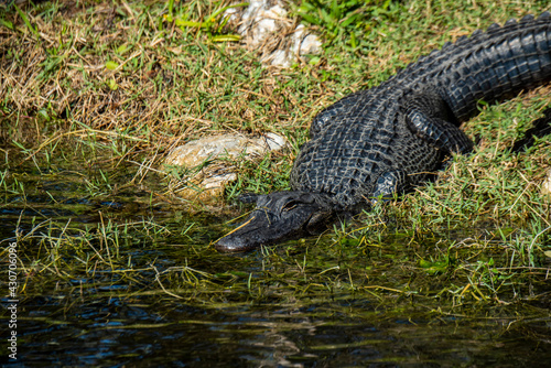  American Alligator basking in the sun in the Florida Everglades