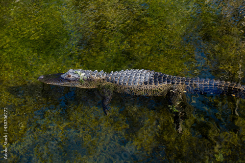 American Alligator swimming in a very clear lake in the Florida Everglades