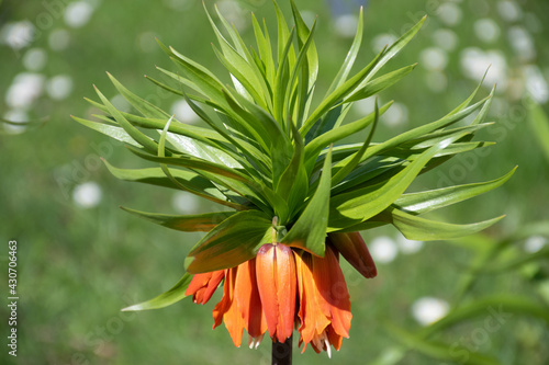 Close-up of an orange crown imperial (Fritillaria imperialis) flower in springtime photo