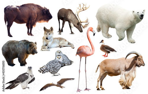 assortment of many European wild birds and mammal animals isolated on white background.