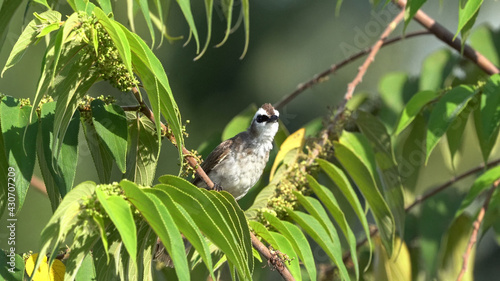 Yellow Vented Bulbul perched on a tree photo