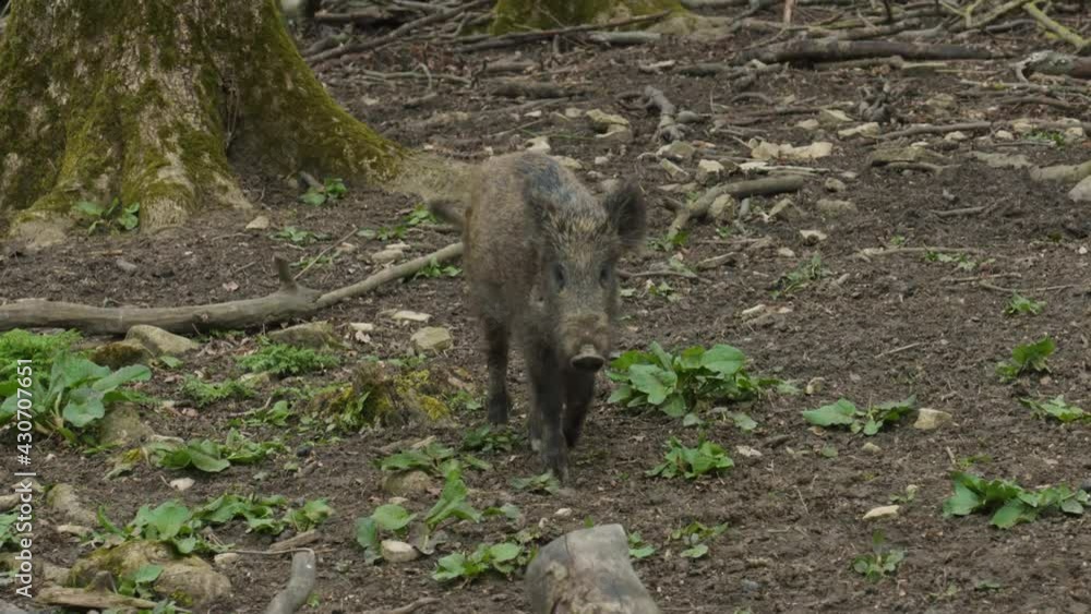 Young Wild Boar Searching for Food Young Wild Boar Searching for Food