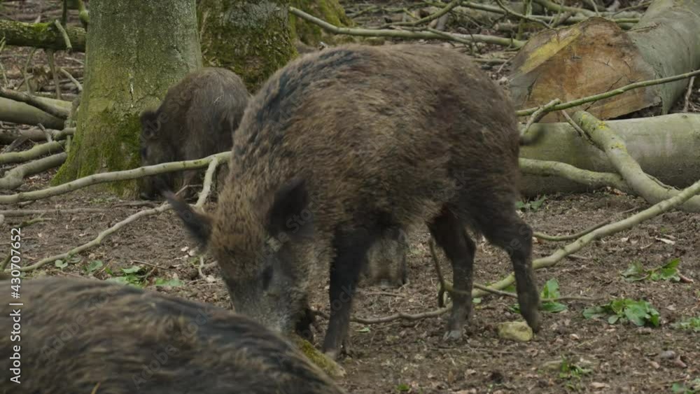 Wild Boar searching for food within a group Wild Boar searching for food within a group