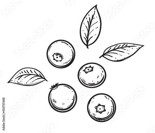 Hand drawn sketch black and white blueberry branch, fruit, leaf. Vector illustration. Elements in graphic style label, card, sticker, menu, package. Engraved style.