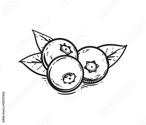 Hand drawn sketch black and white blueberry branch, fruit, leaf. Vector illustration. Elements in graphic style label, card, sticker, menu, package. Engraved style.