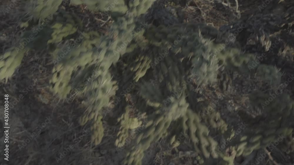 Close view of beautiful green cactus in cabo pulmo baja california national park mexico. Rounded shape with spines in desert Close view of beautiful green cactus in cabo pulmo baja california national park mexico. Rounded shape with spines in desert