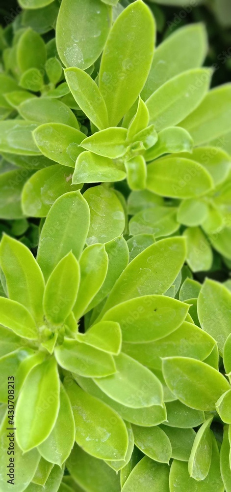 green leaves background green leaves background