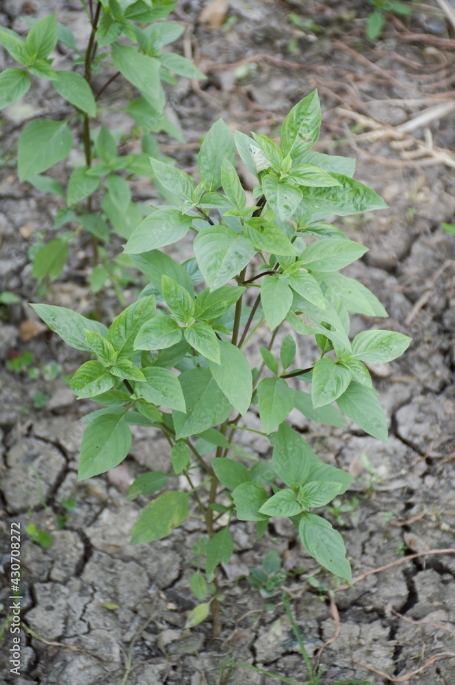 Ocimum basilicum plant in nature garden Ocimum basilicum plant in nature garden