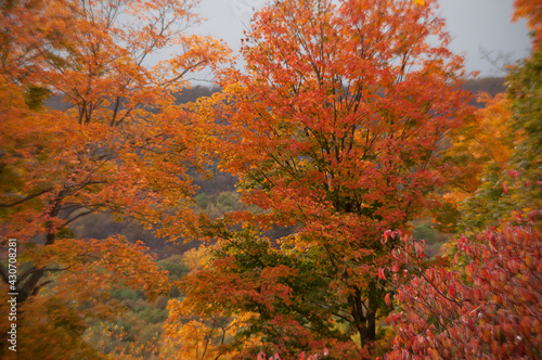 Fall foliage upstate New York.