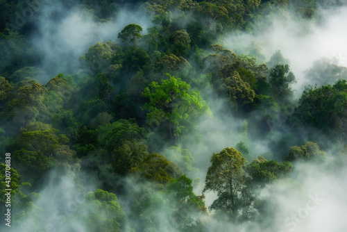 The rainforest with a lot of fog on Thailand background