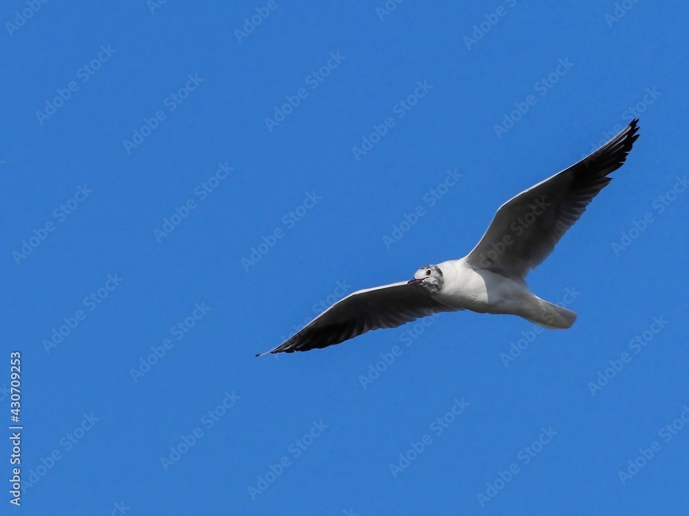 Obraz premium 青空バックに悠然と飛ぶユリカモメ（夏羽換羽中）
