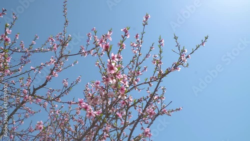 Open peach blossoms in spring, outdoors photo