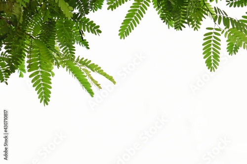 The leaves of tamarind tree isolated on white background.