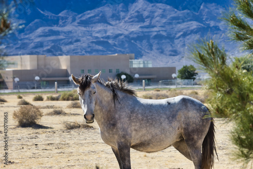 Wild horse in the Nevada desert